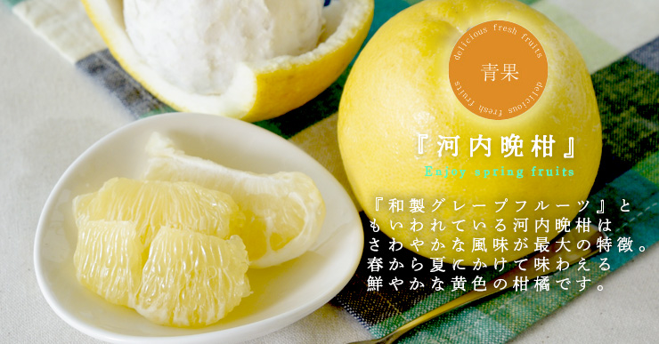 河内晩柑｜Citrus Kawachiensi | 有田みかん・和歌山県産柑橘の青果