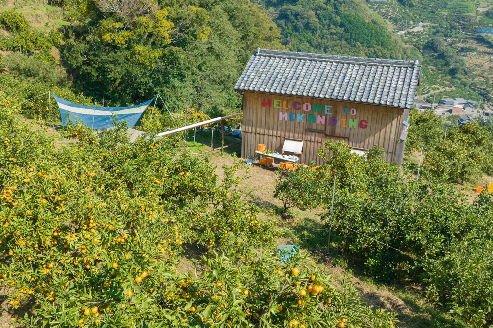 みかんピング会場の小屋とみかん畑