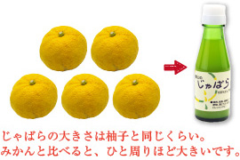 不知火(しらぬい)って？