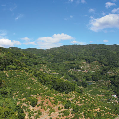 果樹王国和歌山の段々畑