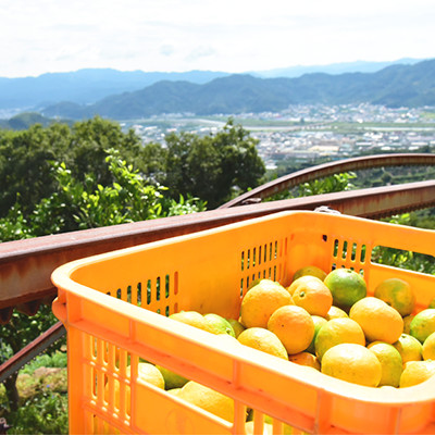 和歌山県産100%