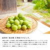 【南高梅シロップ】うめぴゅあシロップ500ml
