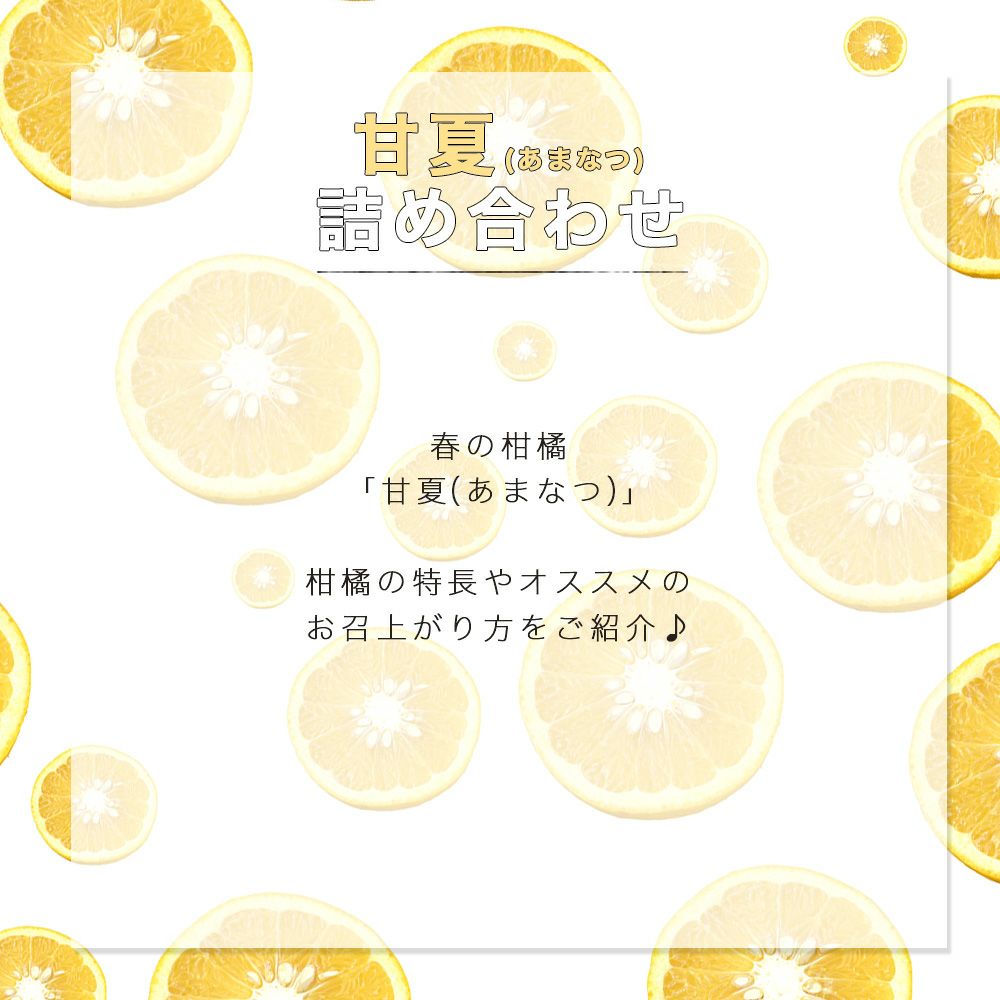 甘夏(あまなつ)【贈答用(特選品)】10kg