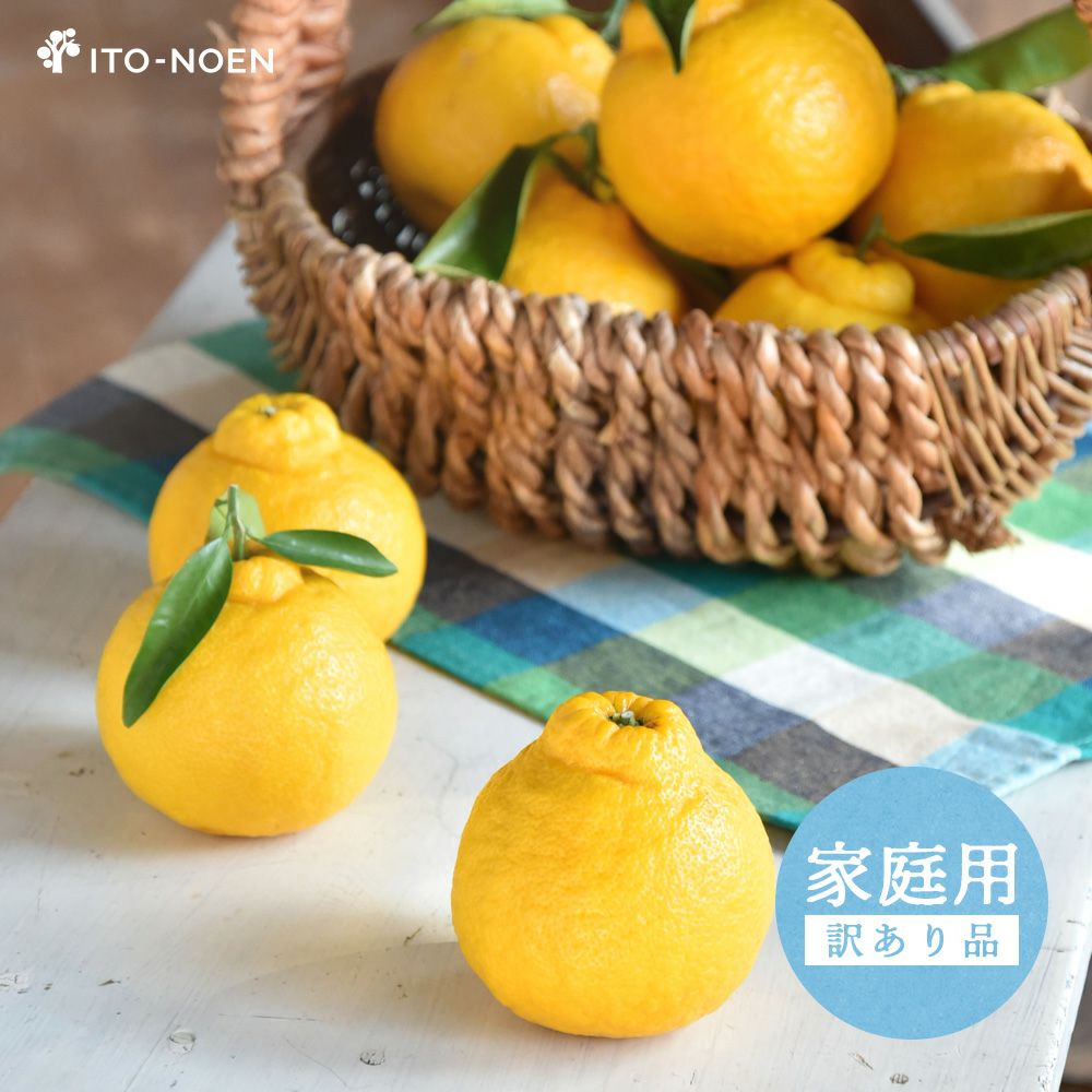 ⑦ 超お得！未使用箱入り多数！デパコスまとめ売り100点以上 春季限定】 三宝柑【家庭用(訳あり)】 5・10kg | 有田みかん・和歌山県