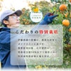 木成り八朔（はっさく）【贈答用(特選品)】5kg・10kg