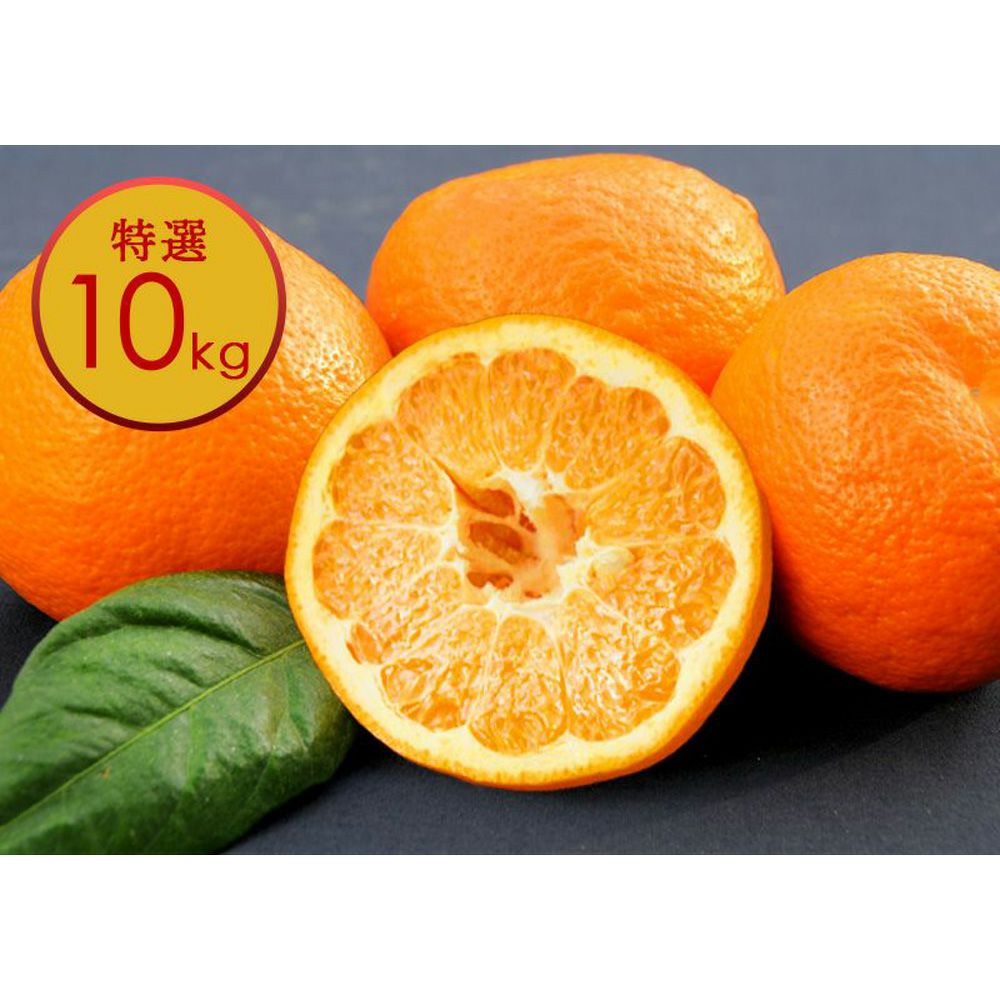 2月上旬より順次発送】伊予柑(いよかん)【贈答用(特選品)】5kg・ 10kg