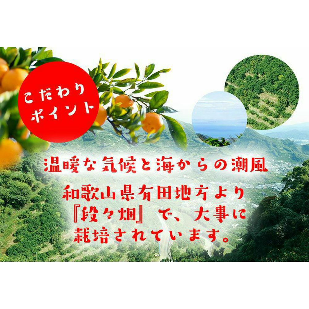 はるみ みかん