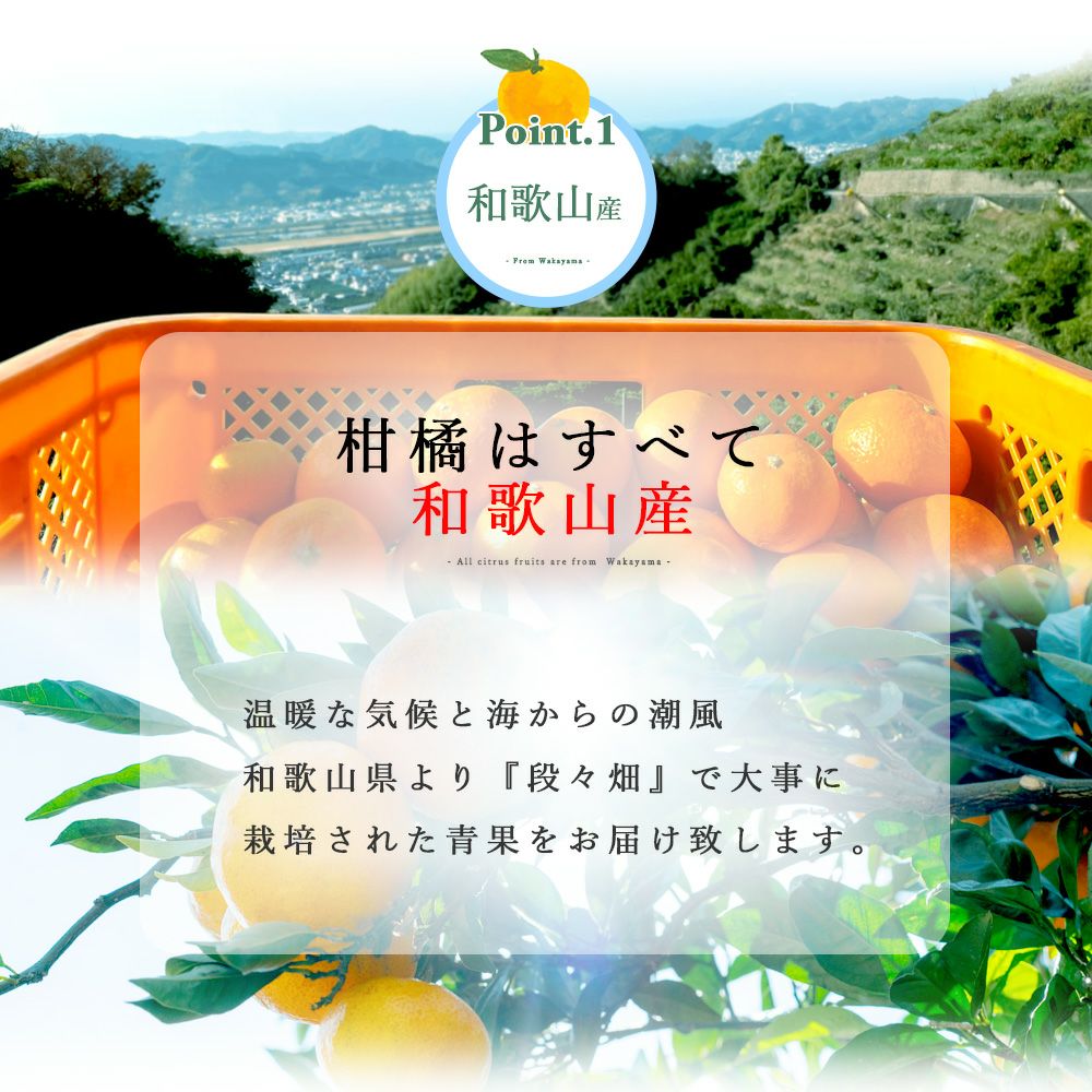 伊予柑