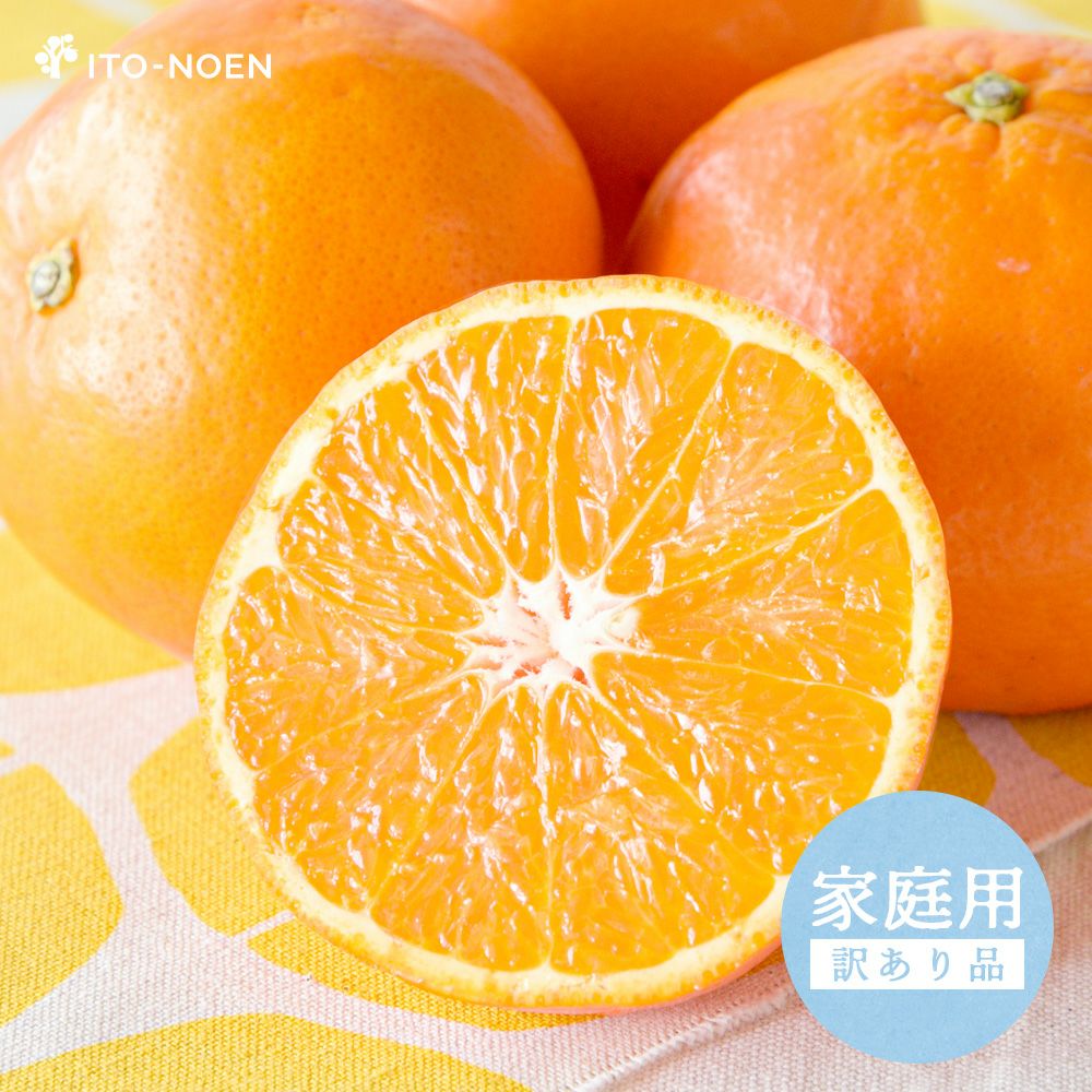 春季限定】【5月上旬より順次発送予定】セミノール【家庭用(訳あり品