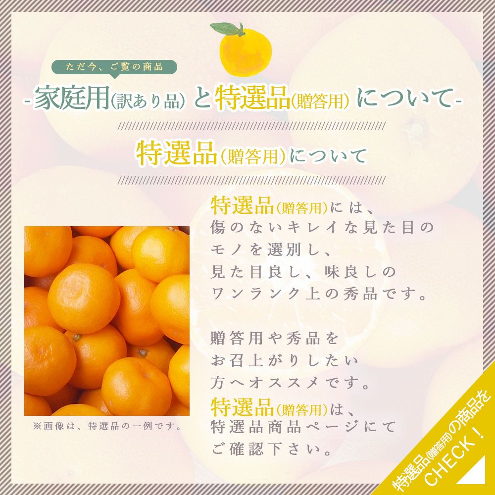 ゆ　他の方のご購入はお控え下さい 春季限定】【5月上旬より順次発送予定】セミノール【家庭用(訳あり品