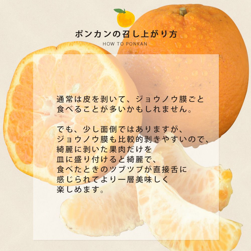 数量限定】【春季限定】ポンカン【贈答用(特選品)】 5・10kg | 有田