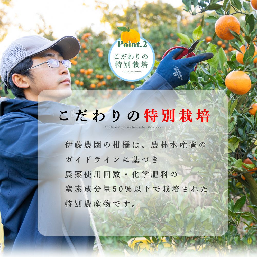 春季限定】不知火(デコポン同品種) 【家庭用(訳あり)】5・10kg | 有田