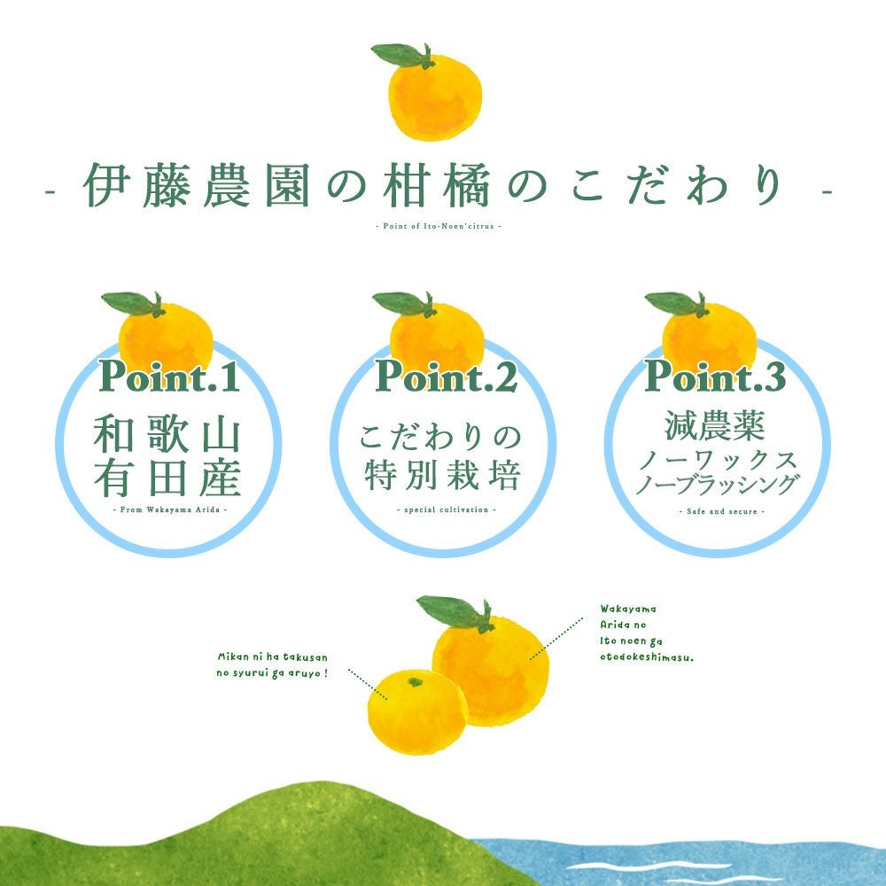 2月中旬以降 順次発送予定】はるみ【贈答用(特選品)】5kg・10kg | 有田