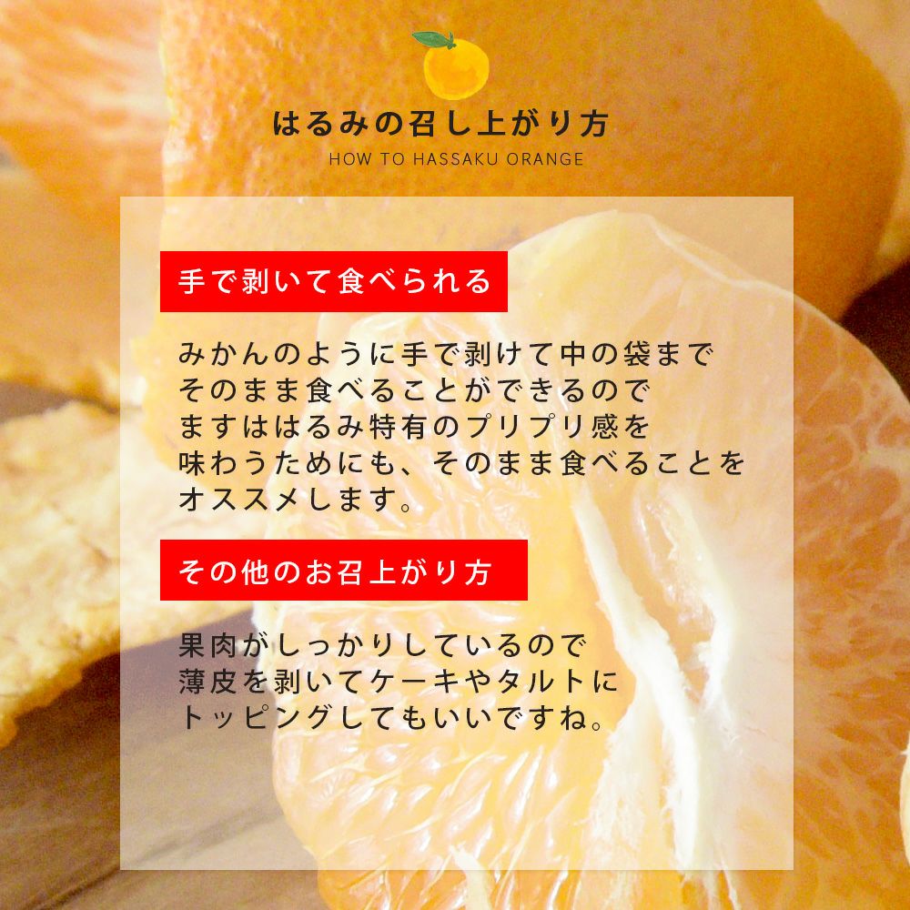2月中旬以降 順次発送予定】はるみ【贈答用(特選品)】5kg・10kg | 有田