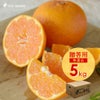 【3月上旬以降 順次発送予定】はるみ【贈答用(特選品)】5kg・10kg