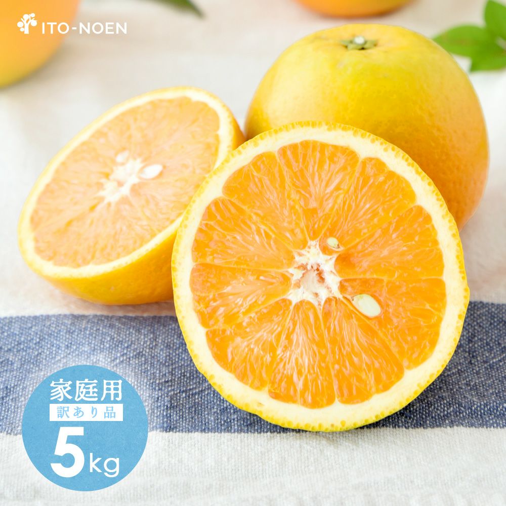 今期終了まで残りわずか】【初夏限定】バレンシアオレンジ(ばれんしあ