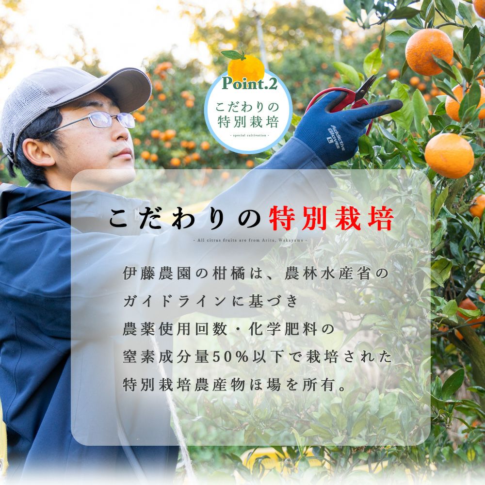 カラマンダリン【贈答用(特選品)】5・10kg