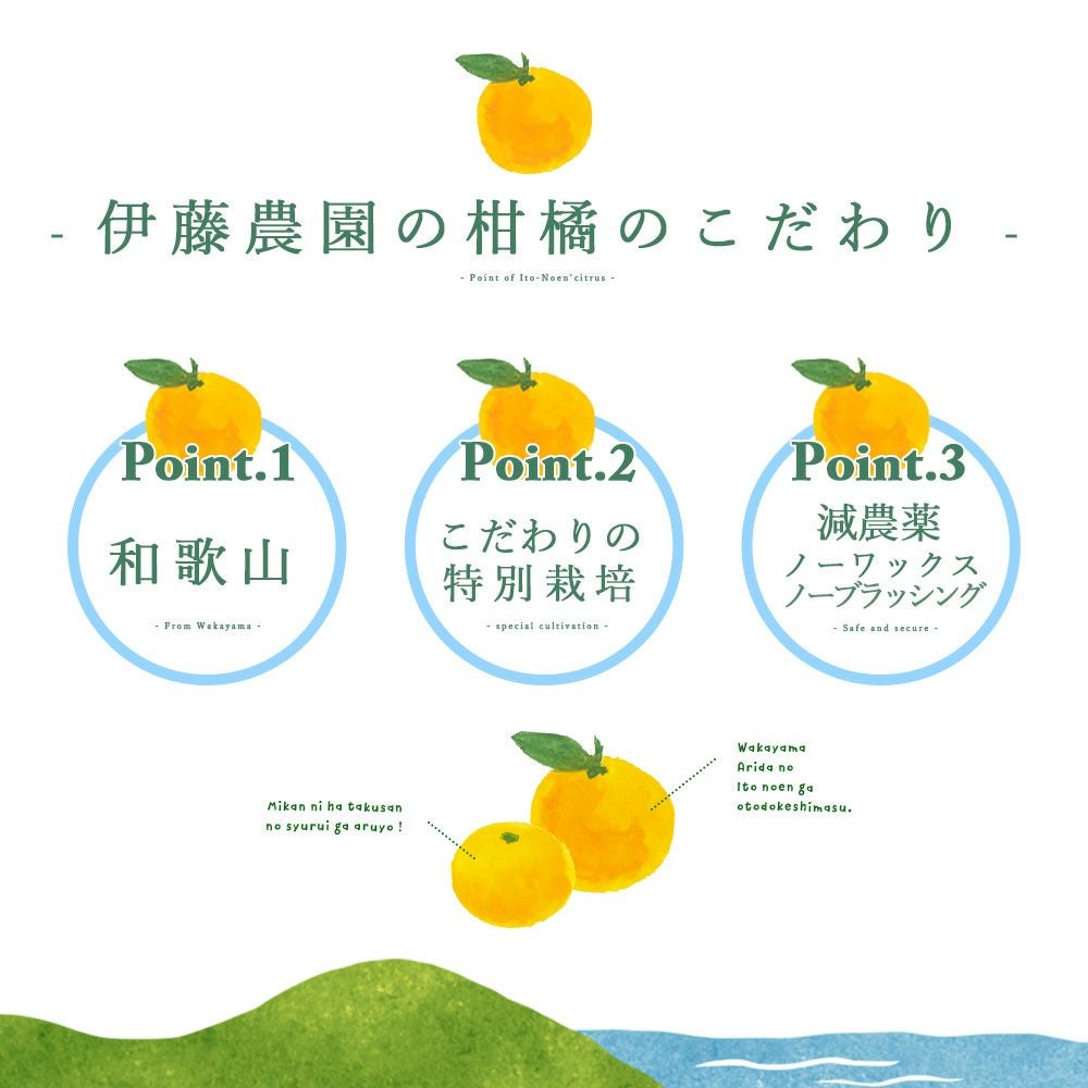 お届け予定が選べる♪｜お届け予定より発送予定】有田みかんミックス