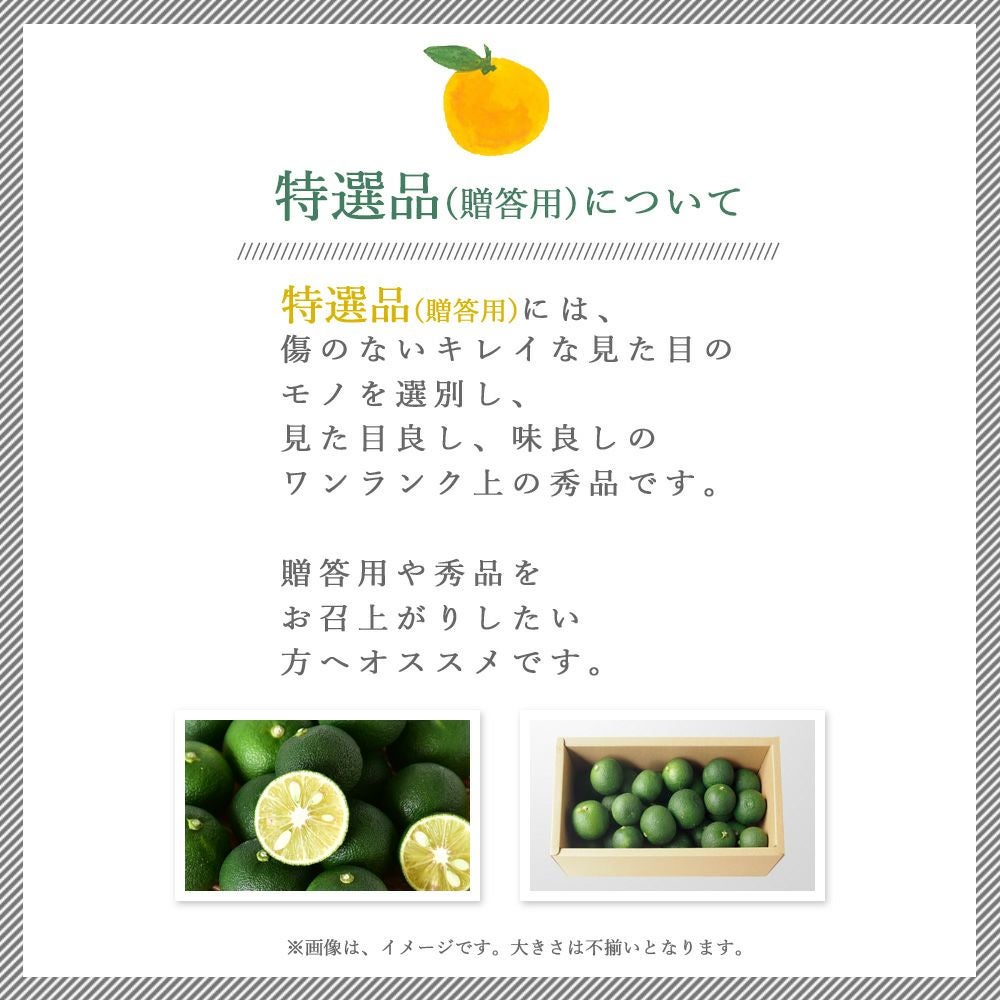 すだち【贈答用(特選品)】500g・1kg