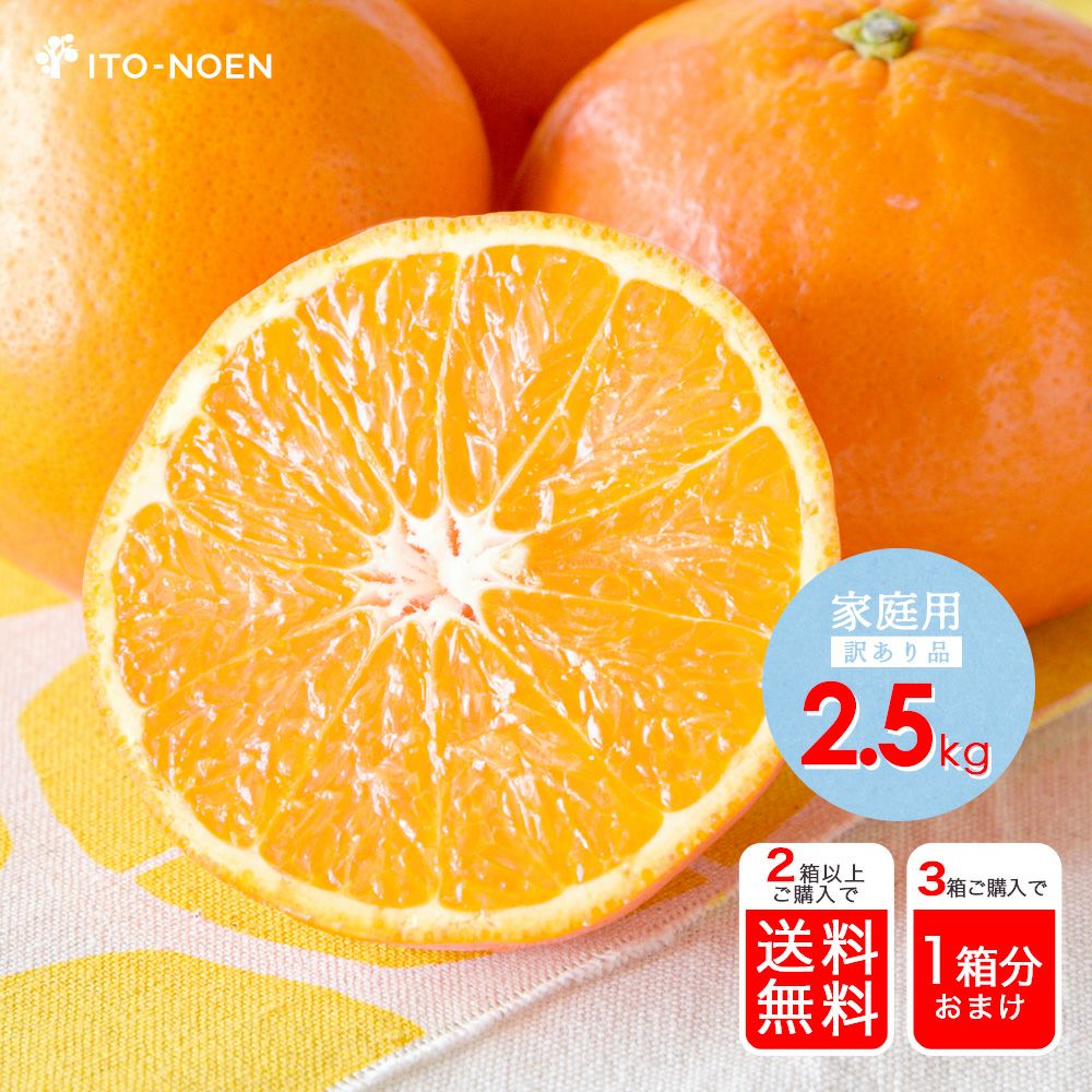 春季限定】【5月上旬より順次発送予定】セミノール【家庭用(訳あり品