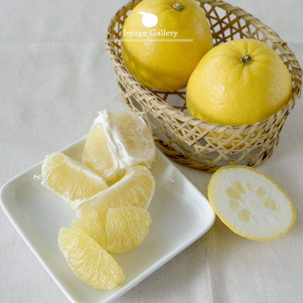 河内晩柑【家庭用(訳あり品)】5・10kg