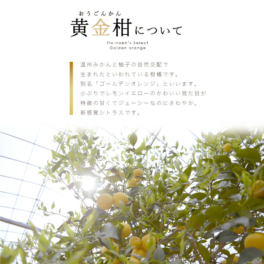 お試しきくちゃんセット(みかんジュース・みかんゼリー・はっさくマーマレード他8点入)
