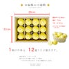 伊藤農園認定 農家さんの木成り 完熟 黄金柑 特選 12個入