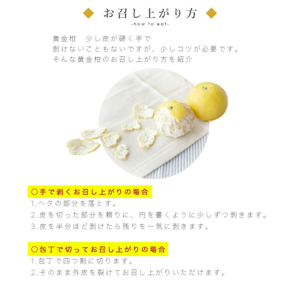 伊藤農園認定 農家さんの木成り 完熟 黄金柑 特選 12個入