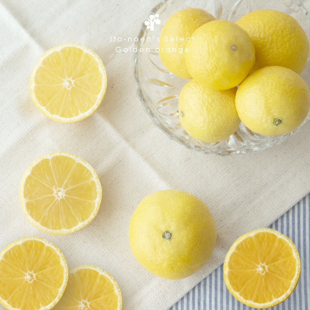 伊藤農園認定 農家さんの木成り 完熟 黄金柑 特選 12個入
