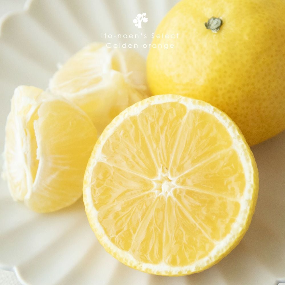 伊藤農園認定 農家さんの木成り 完熟 黄金柑 特選 12個入
