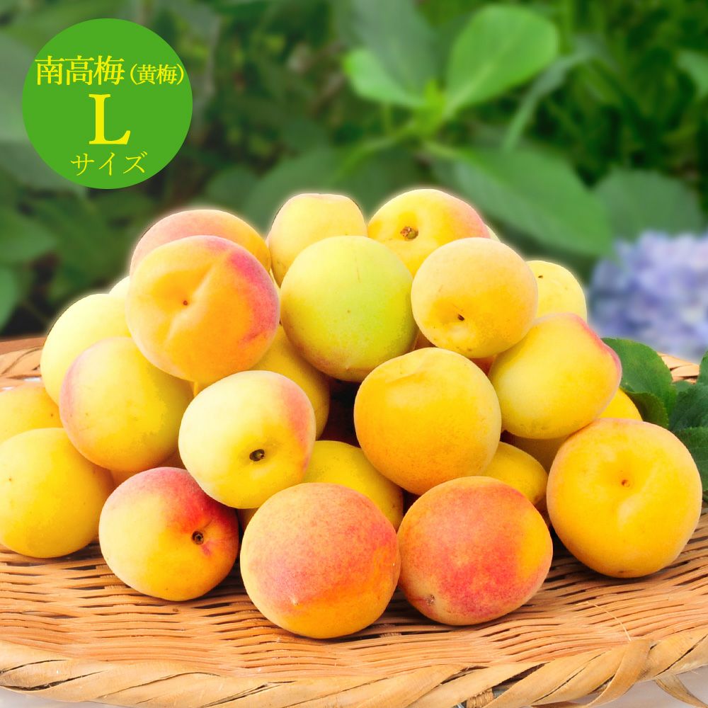 】伊藤農園の南高梅(黄梅ss～2L以上サイズ)3kg