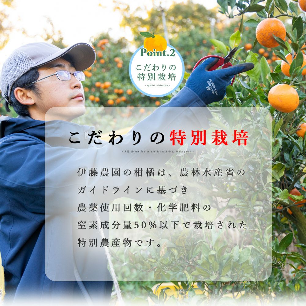 春かんきつお楽しみ箱【家庭用(訳あり)】2.5kg(3～4種類の春かんきつ詰め合せ)