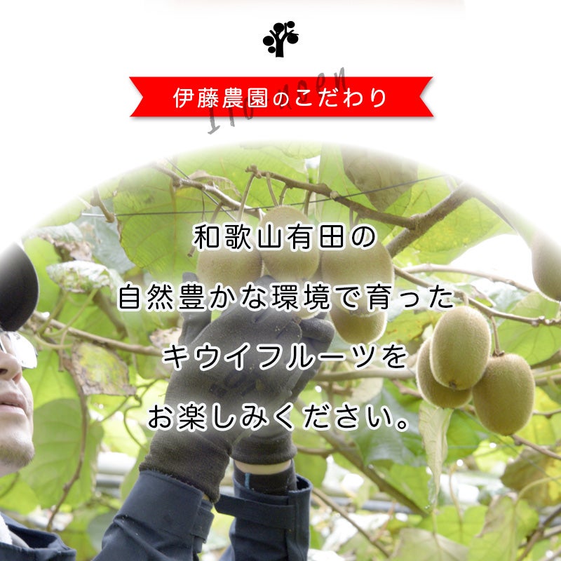 特選キウイ［レインボーレッド］