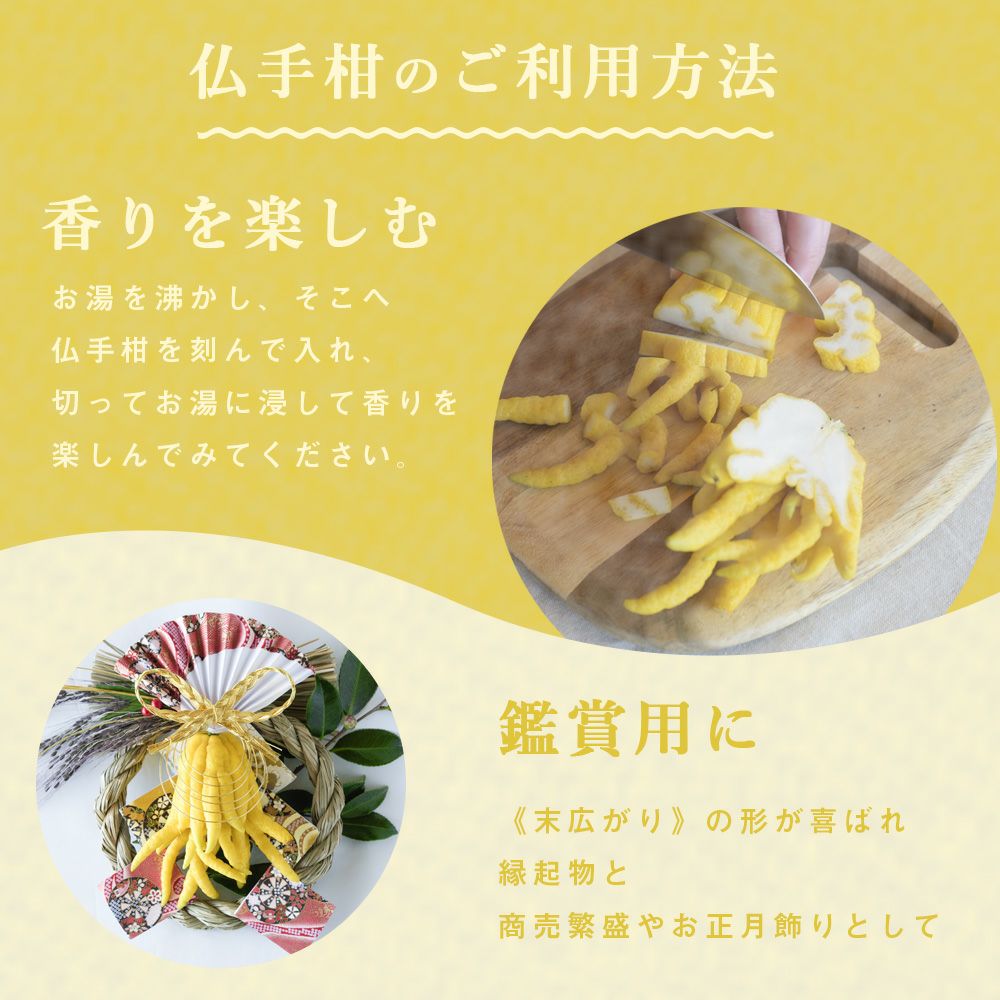 ☀【お正月飾り用仏手柑】 中上、小、極小 計10個お任せセット 杉っ子です 冬季限定】【数量限定】【12月26日以降 順次発送】仏手柑 1箱(1個入