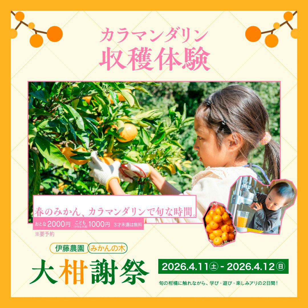 ファン感謝デイ】2026春みかん(カラマンダリン)収穫体験チケット
