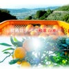 【定期便】【月に1回お届け】【よりどり選べるギフト】寒天ゼリードリンクタイプ 150g(みかんゼリー6種)×6個セット