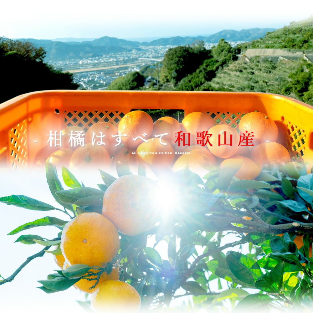 【定期便】【月に1回お届け】【よりどり選べるギフト】寒天ゼリードリンクタイプ 150g(みかんゼリー6種)×6個セット