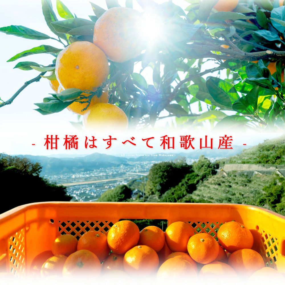 凍らせて食べるシャーベット(なめらか寒天ソルベ)| 瓶タイプ90g(不知火ソルベ)×6個セット
