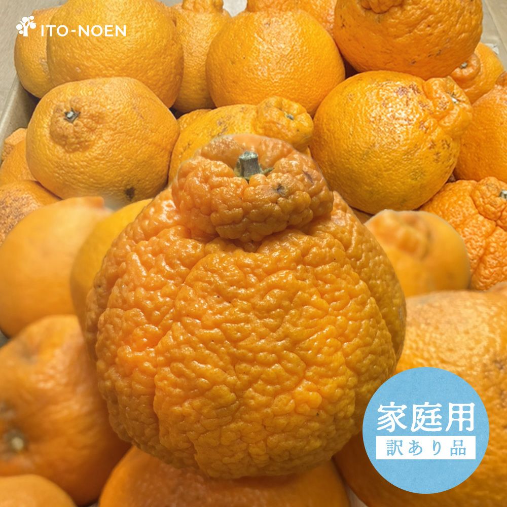 カラマンダリン【贈答用