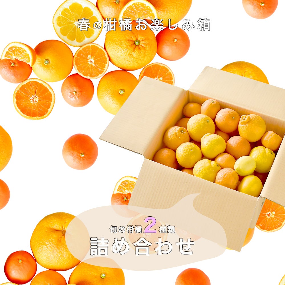 福島民報・朝刊】春柑橘お楽しみ箱(カラマンダリン・河内晩柑)【家庭用